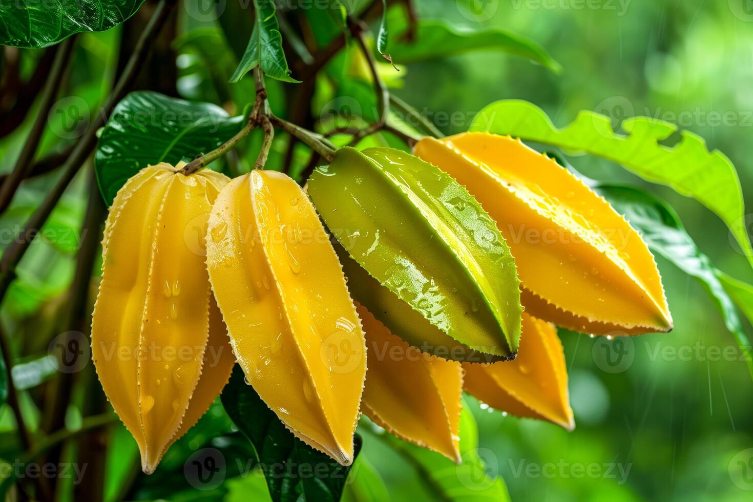 Yellow star fruit hanging from a tree branch photo