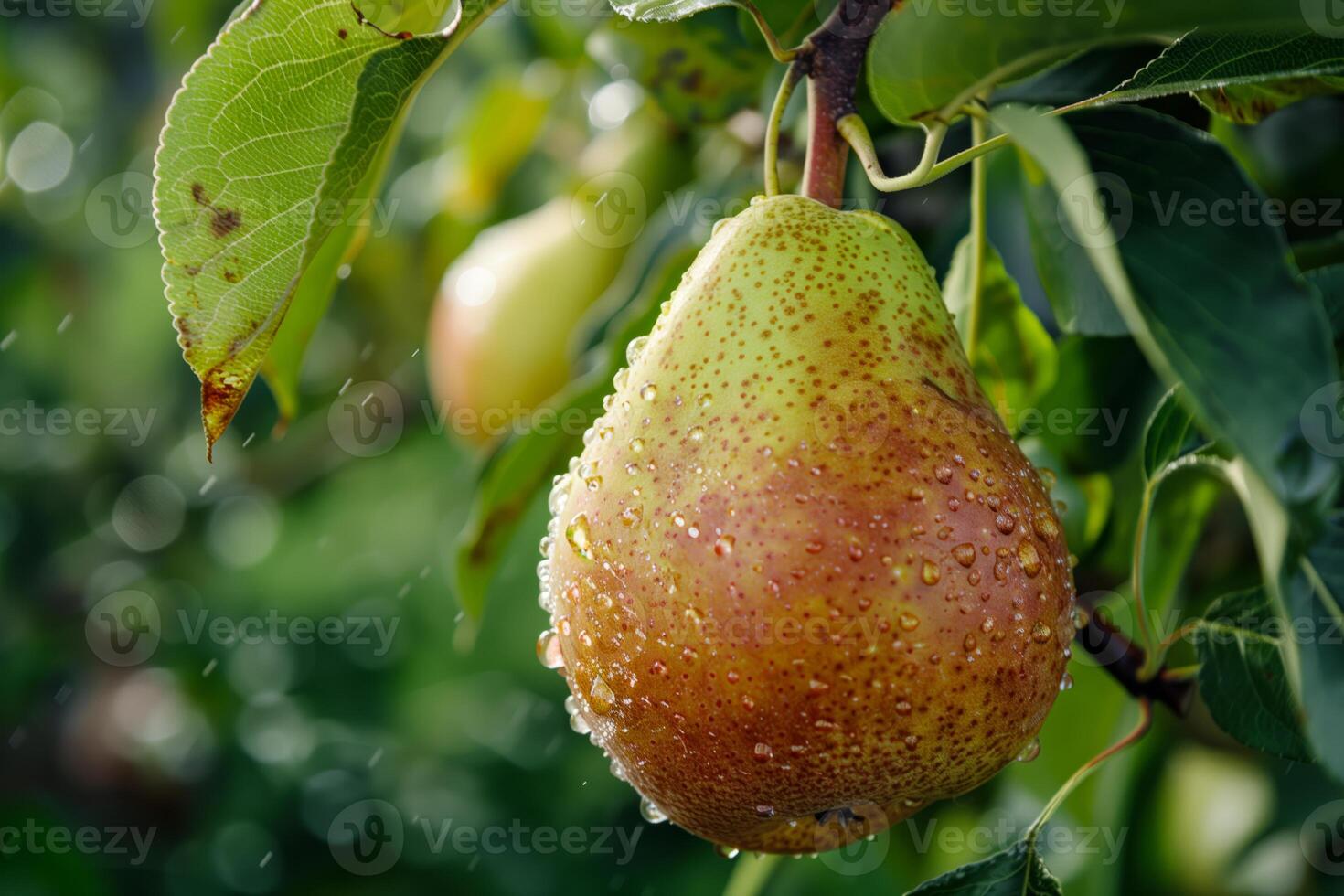 A pear hanging from a tree with water droplets photo