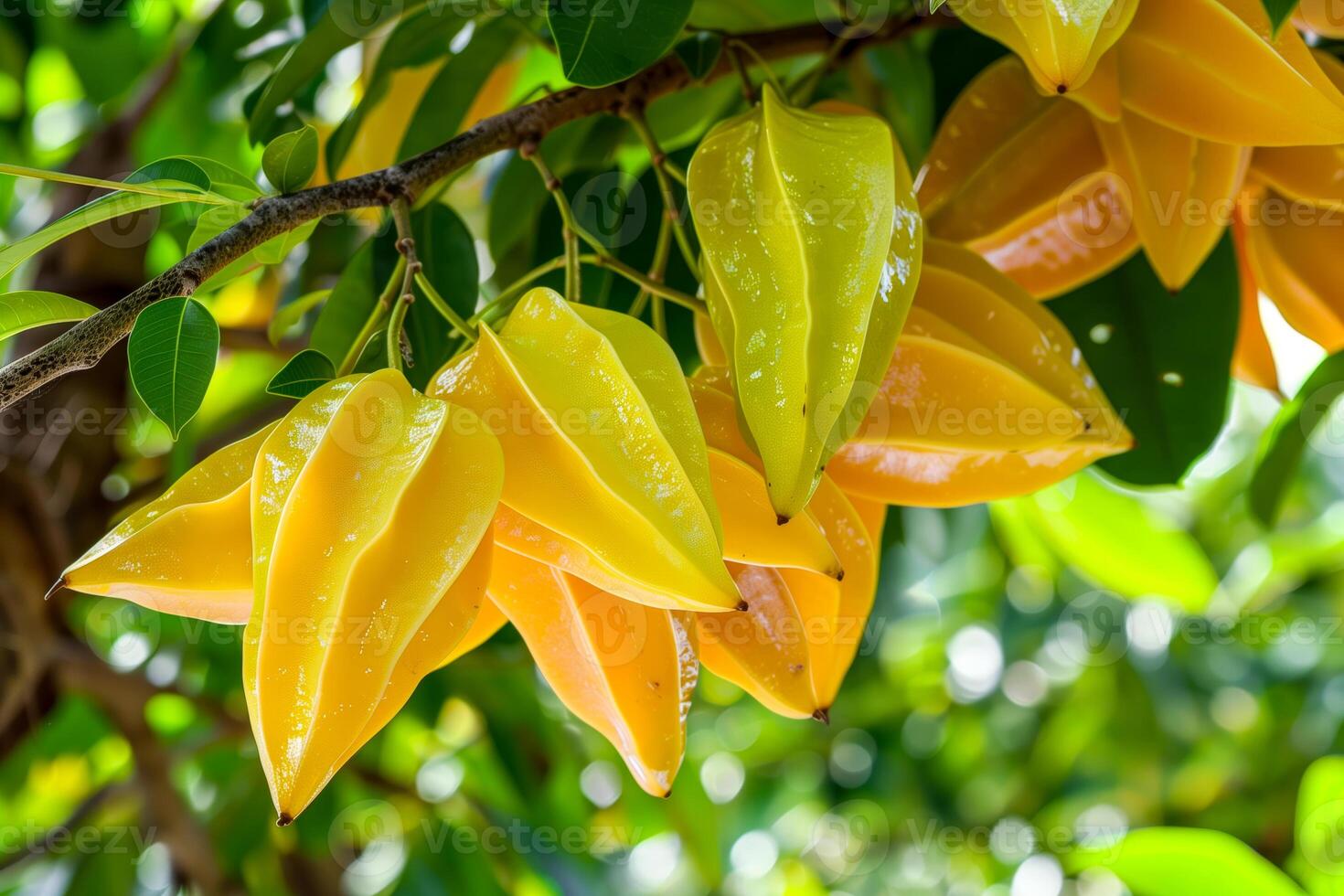 Many ripe starfruit hanging from tree photo