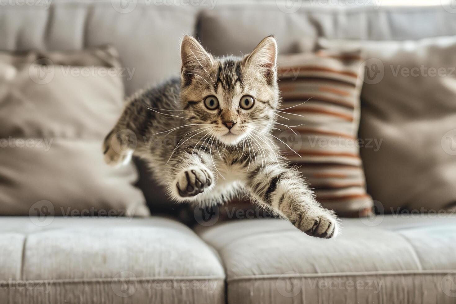 A cat jumping from a couch photo