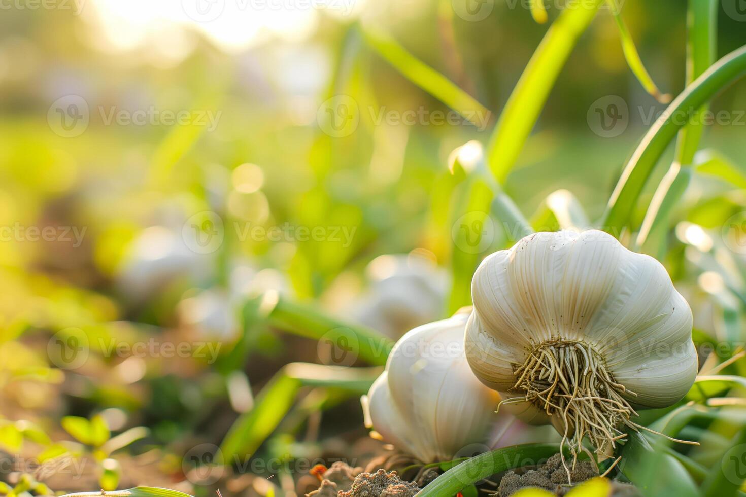 Two garlic bulbs growing in grass photo