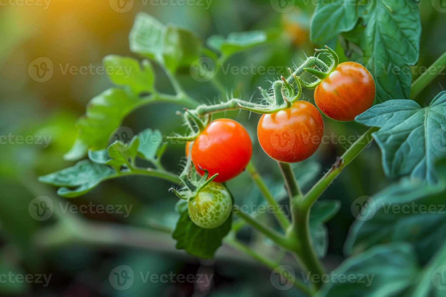 Tomatoes on the plant with green leaves photo