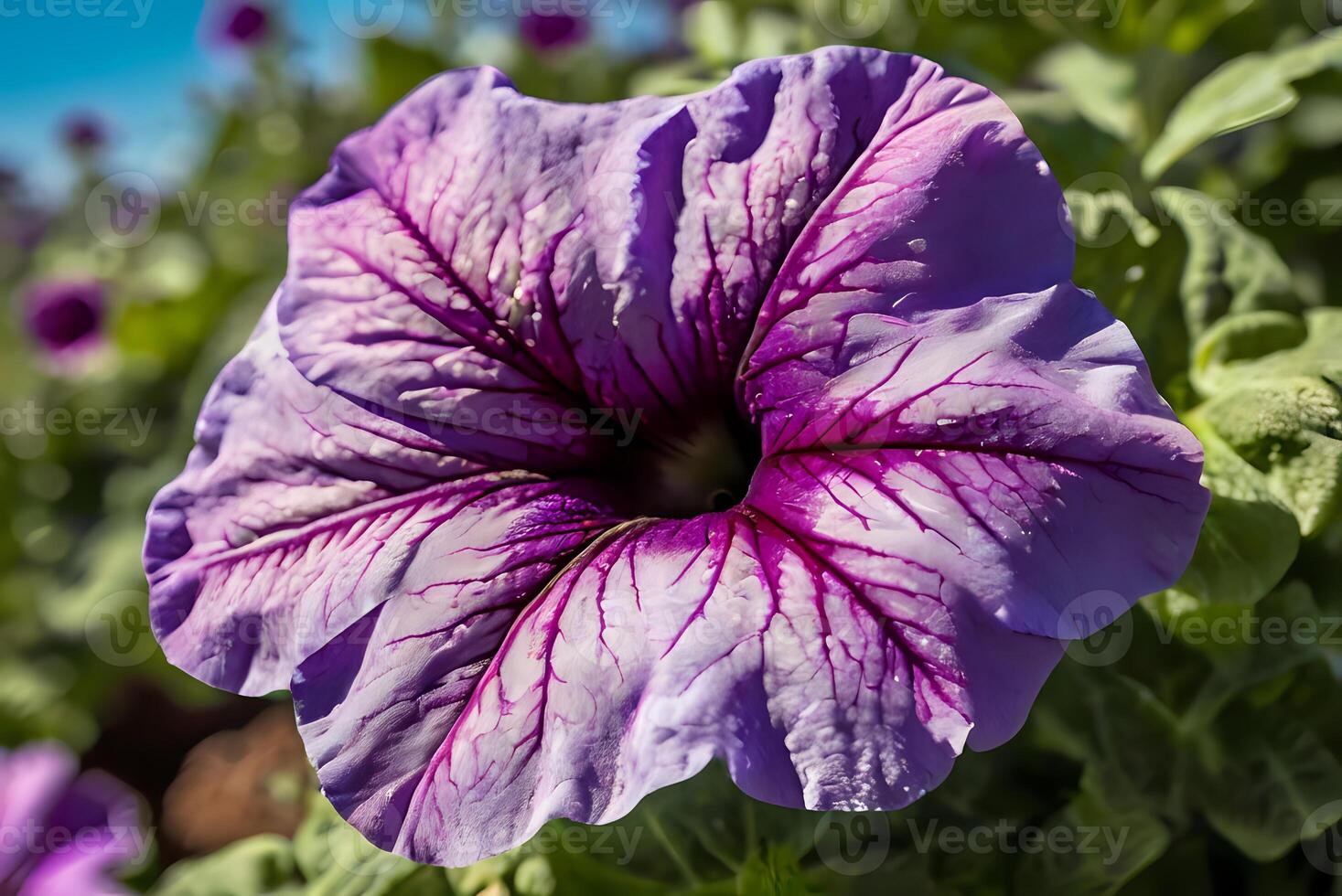 Close up shot of purple Petunia flower in bright sunlight with high detail photo