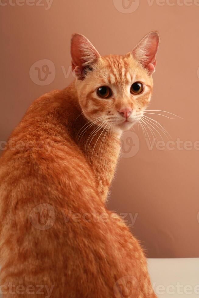 Orange cat shorthaif photo