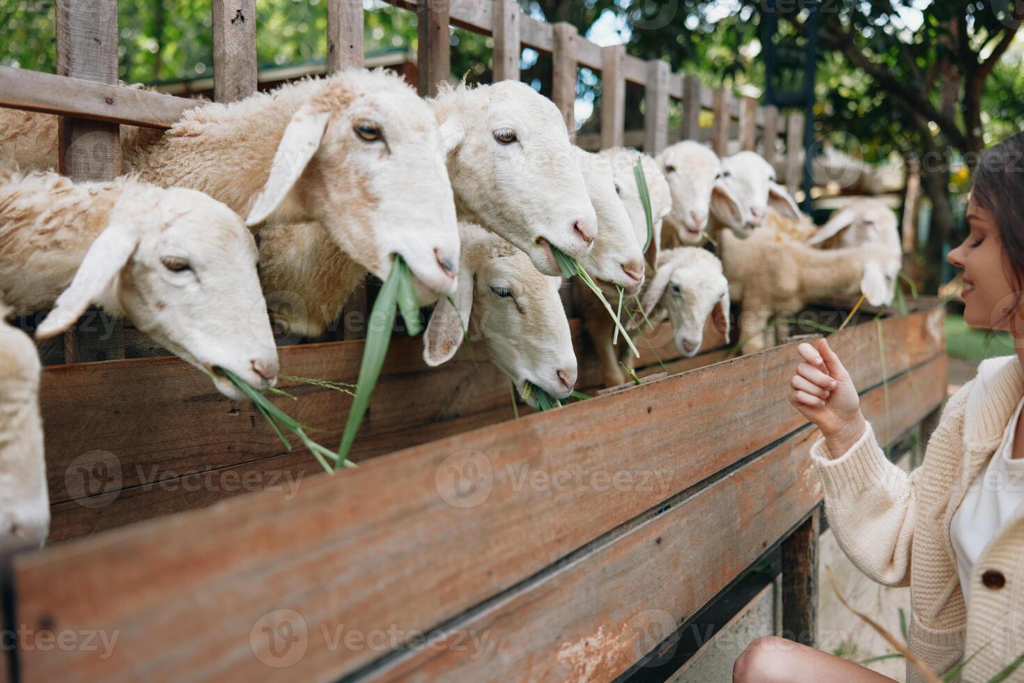 A woman feeding sheep in a pen with green grass in front of a wooden fence photo