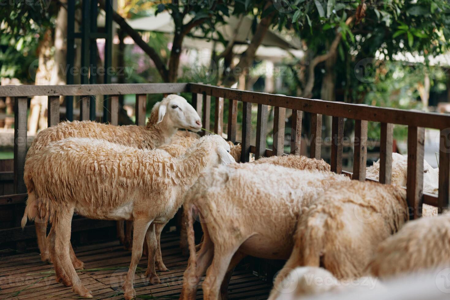A herd of sheep standing in a pen next to a fence with trees in the background photo