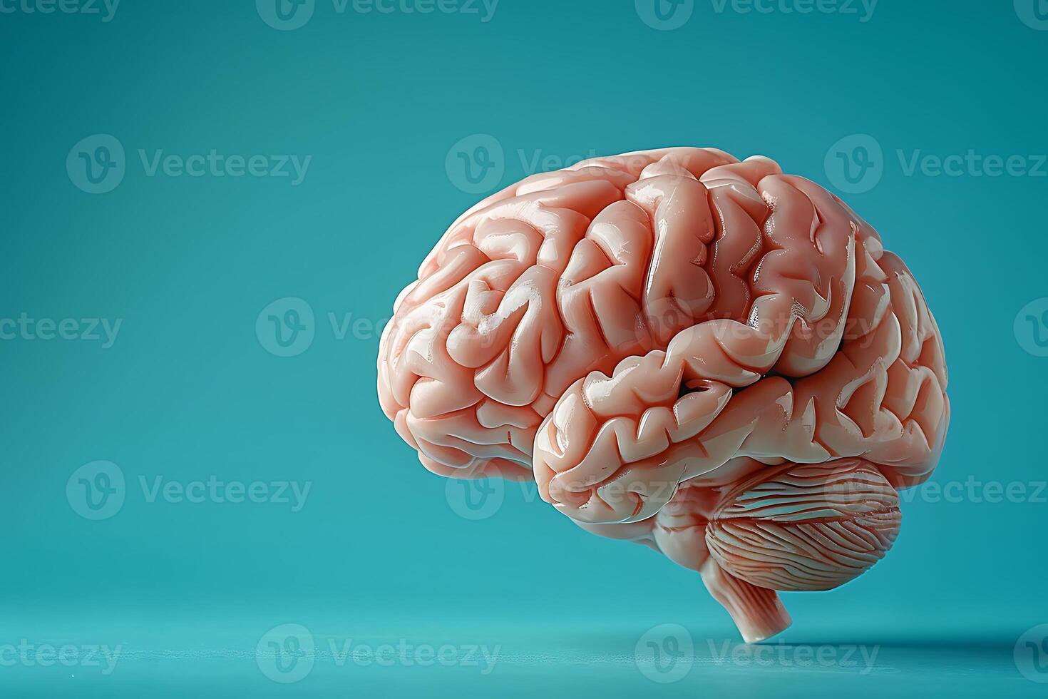 Human brain on blue background with copy space photo