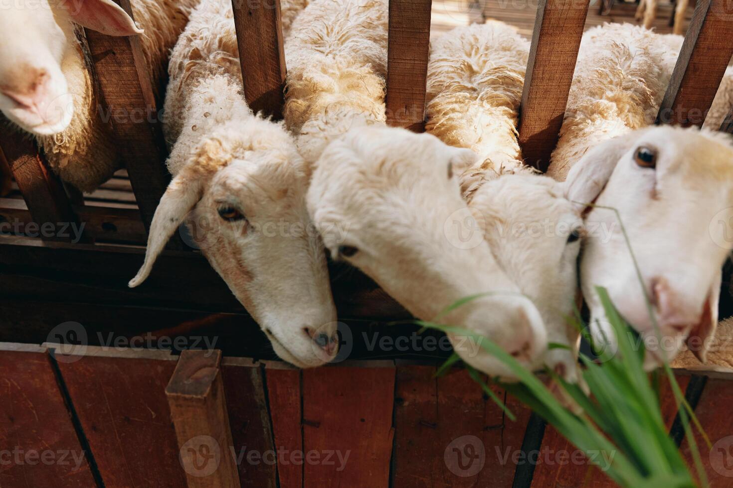 A group of sheep eating grass from a green plant next to a wooden fence photo