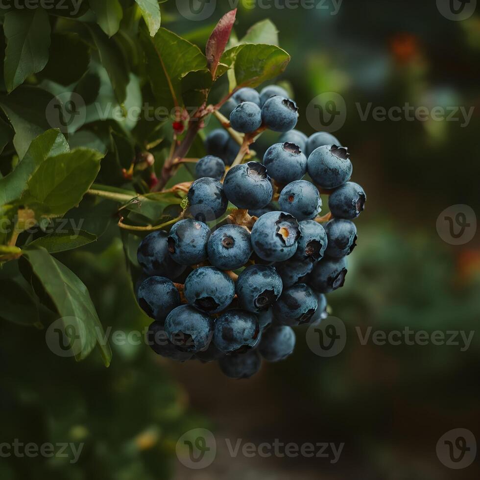 many blue berries photo