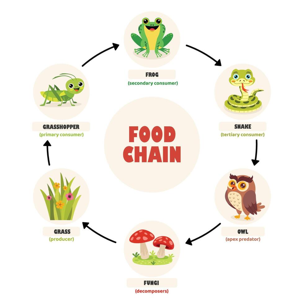 Infographics Of The Food Chain vector