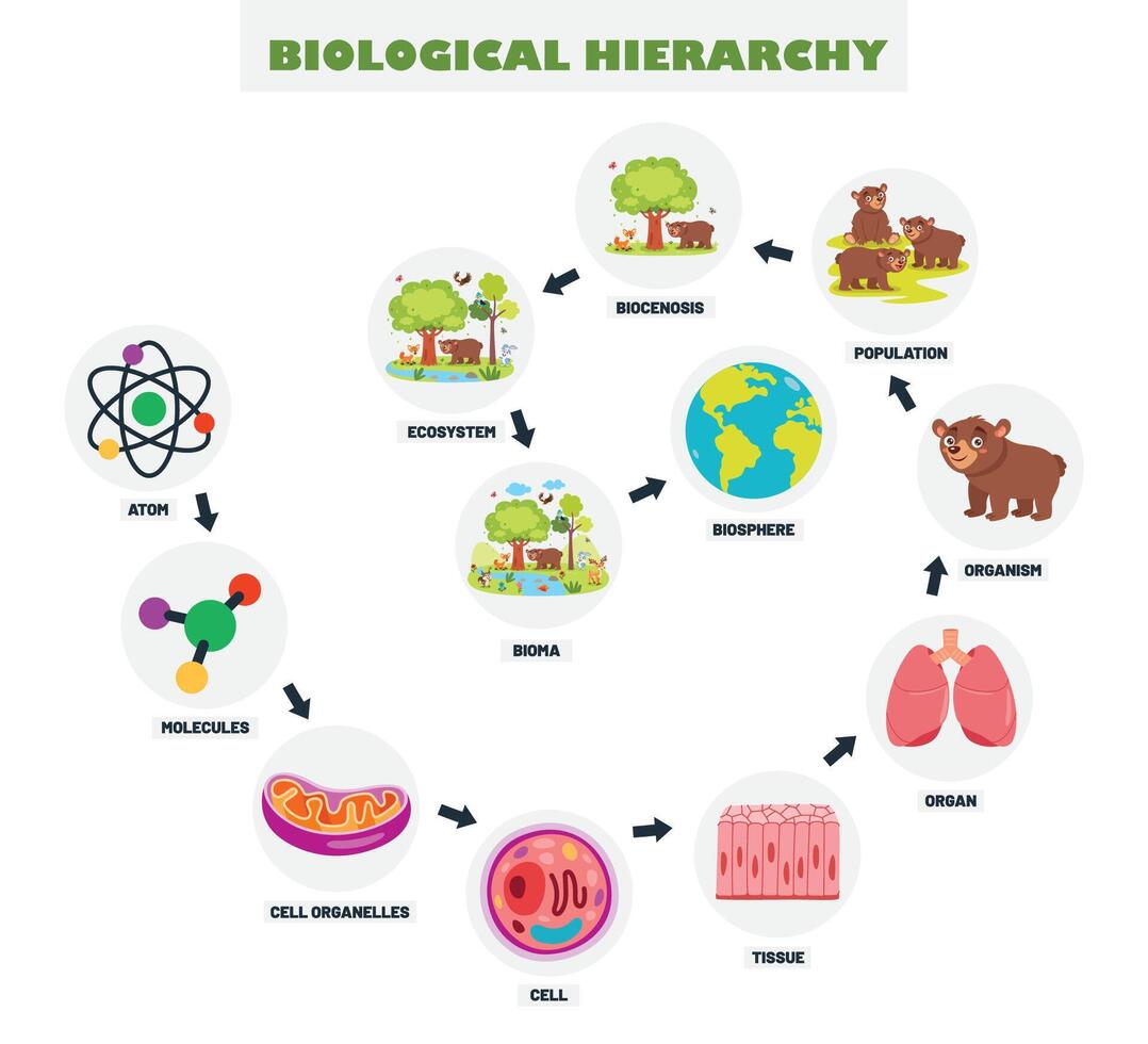 Infographics Of The Biological Hierarchy vector