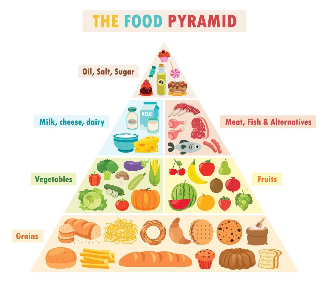 Infographics Of The Food Pyramid vector