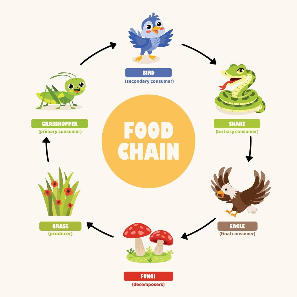 Infographics Of The Food Chain 46292851 Vector Art at Vecteezy Biology Diagrams