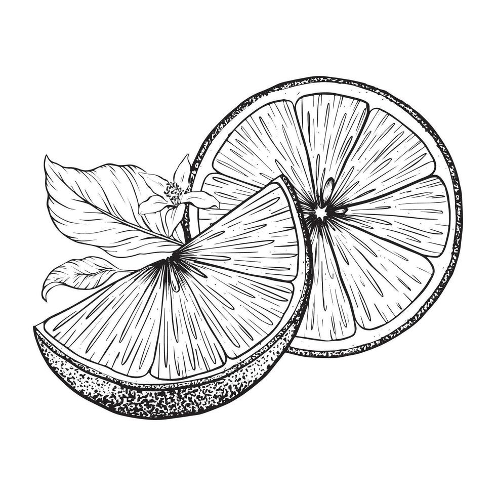 Lemon fruits on branch, Slice of Lemon and leaves. Hand drawn Sketch illustration. Black ink outline of citrus. Design for menu, package, cosmetic, textile vector