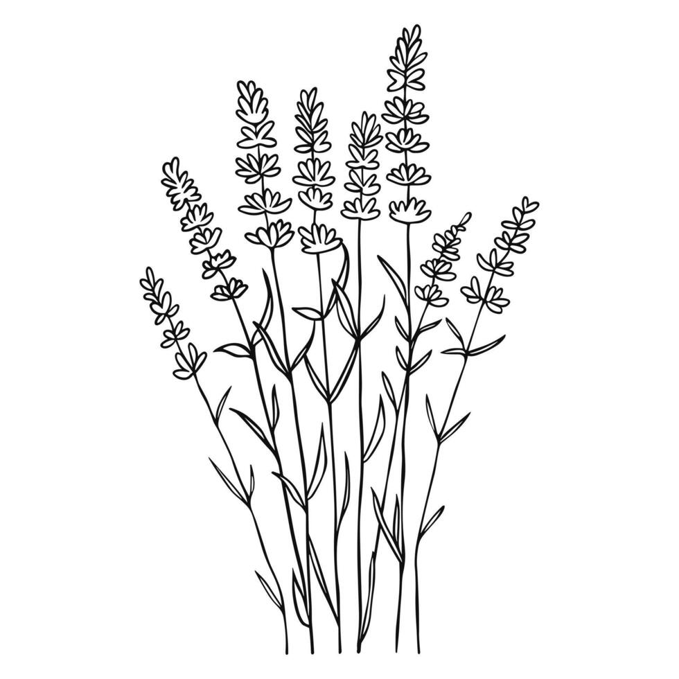 Bouquet of lavender flowers, simple line art. France provence retro concept. Hand drawn sketch vector