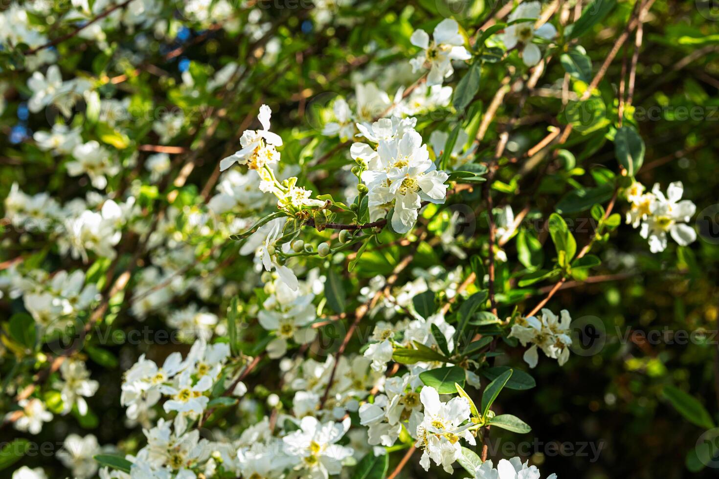 Jasmine bush flowering photo