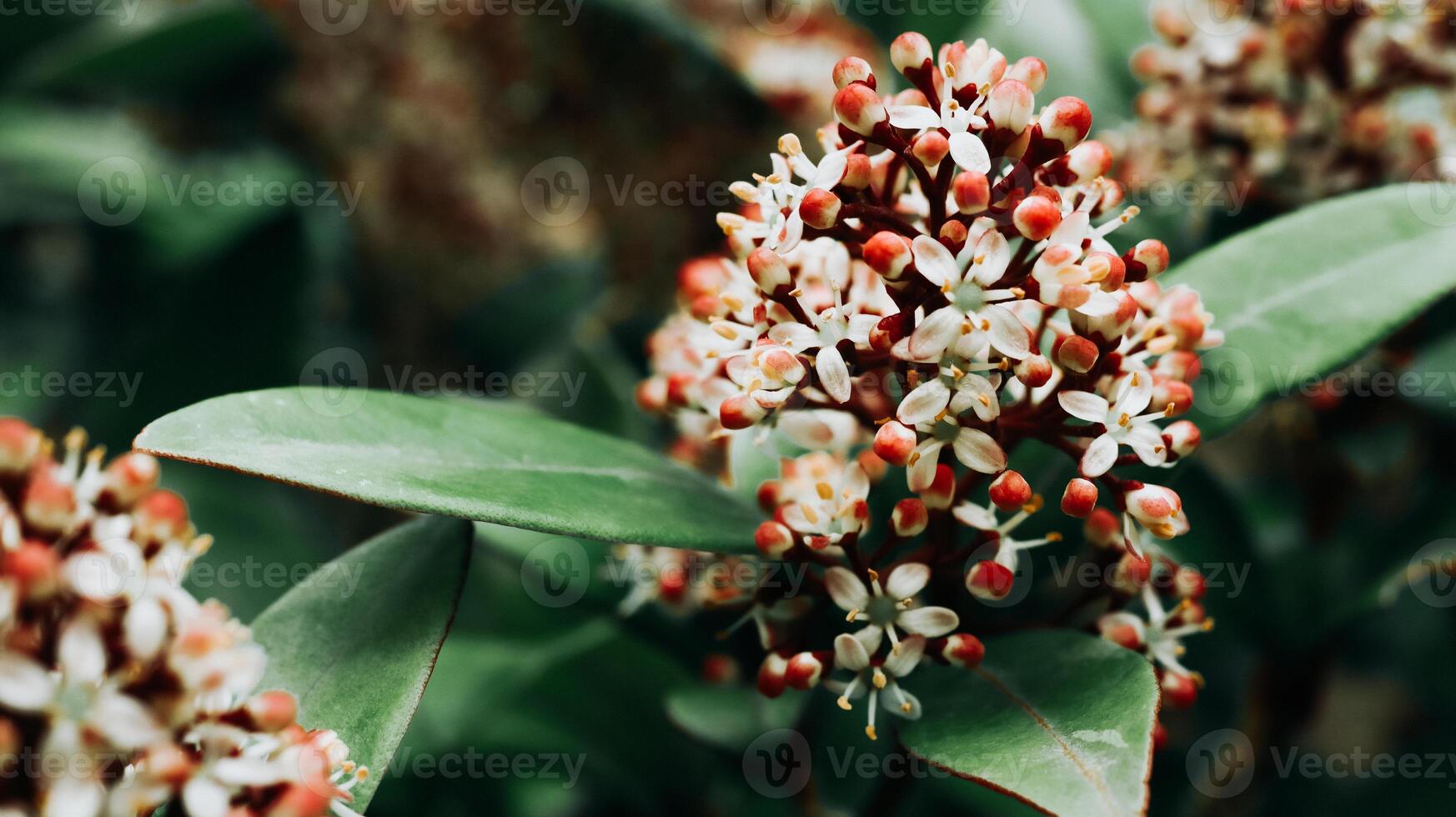 Blooming skimmia close up photo