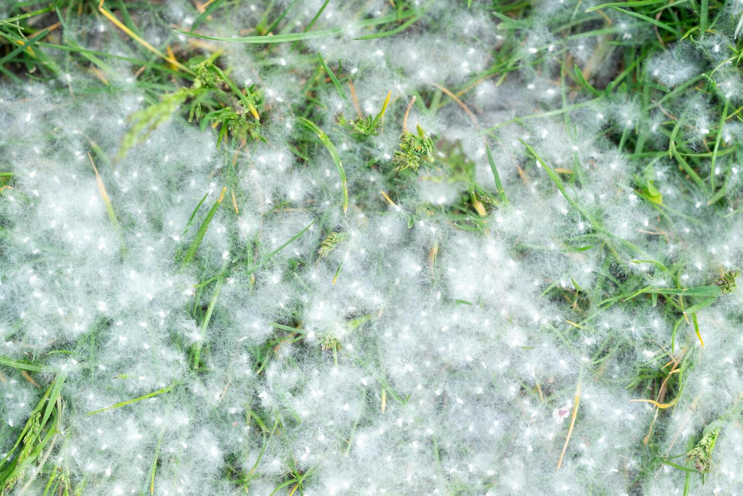 Poplar fluff strong allergen lies on the grass on the ground in summer on a Sunny day. photo