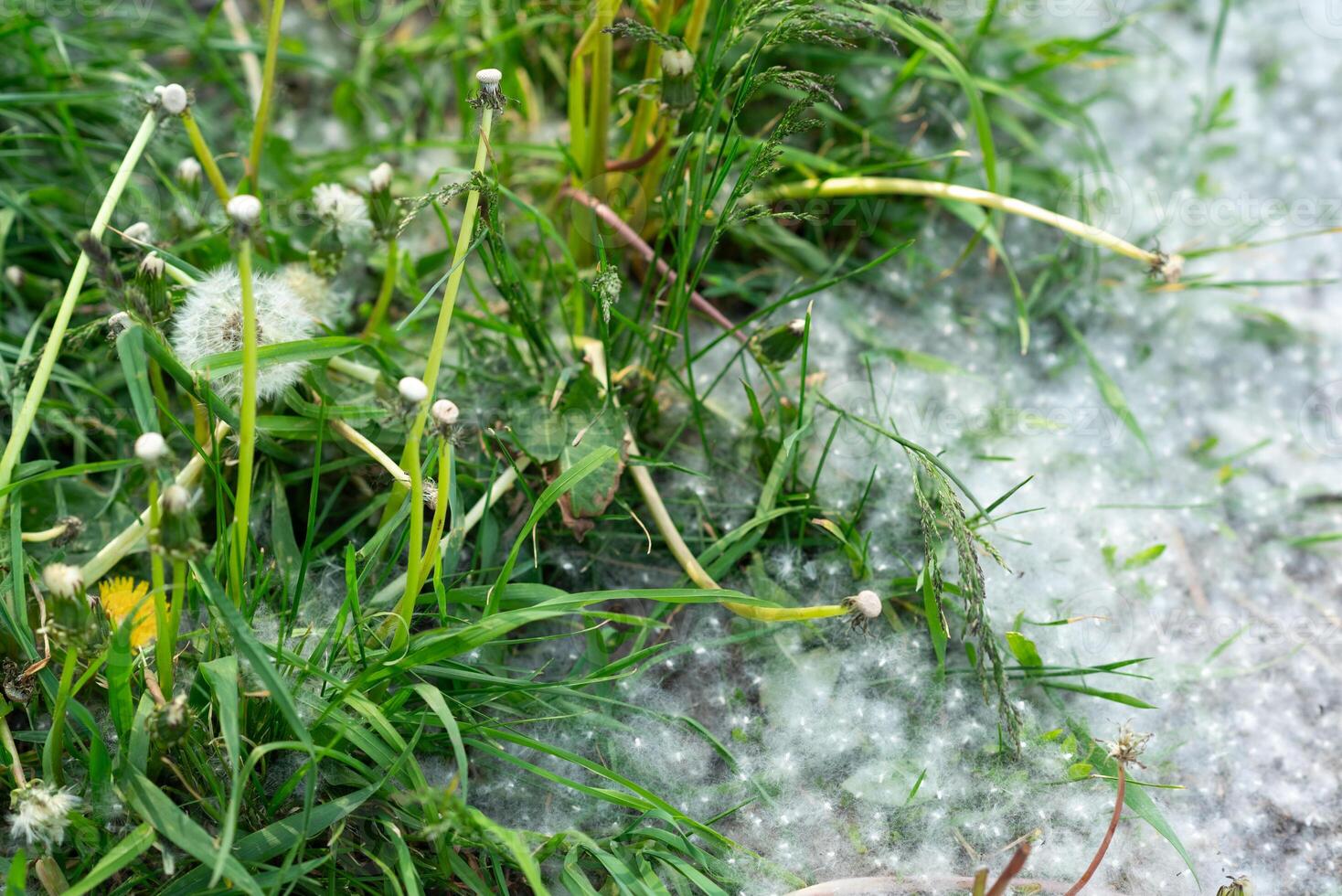 Poplar fluff lying on the various green grass with blooming dandelions on a hillside photo