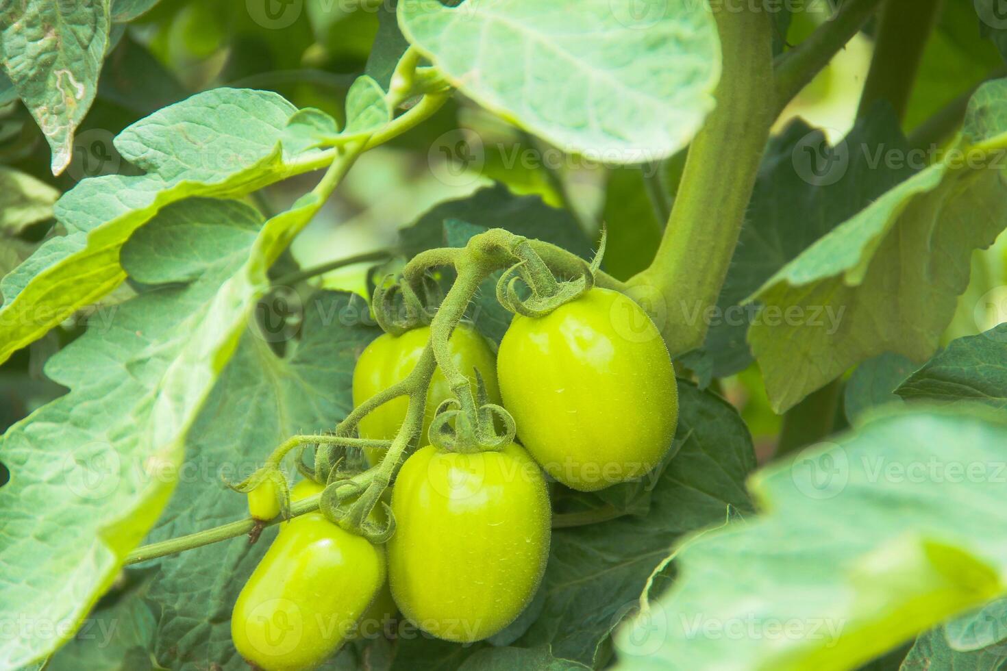 Immature tomato fruit is yellowish green on a farm in the highlands of North Sumatra photo