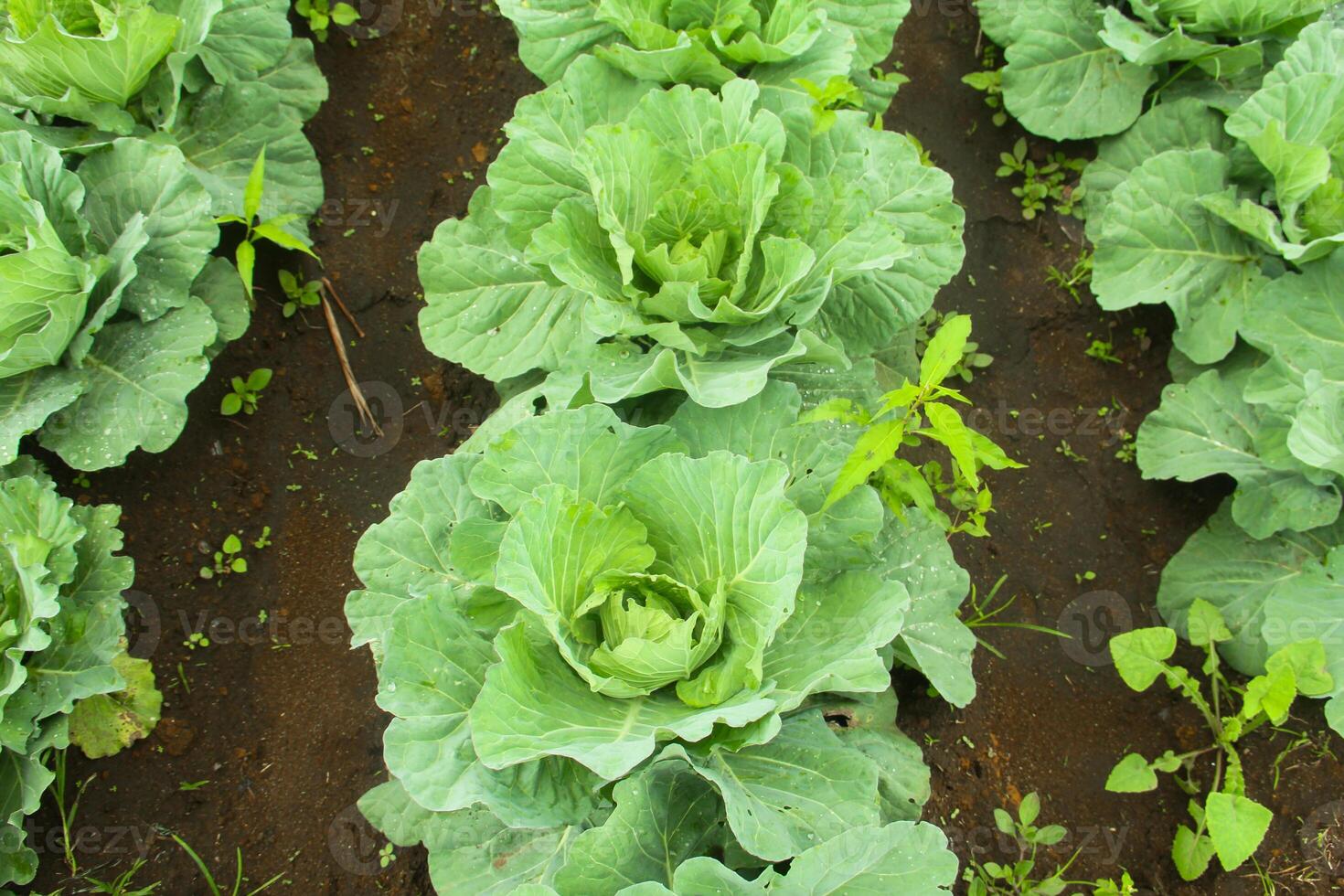 Cabbage vegetables that are still on the plantation. cabbage plants that grow on fertile soil in the highlands photo