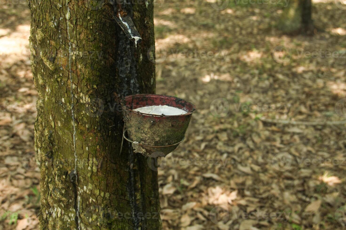 A place to store rubber produced from rubber trees that are still productive photo