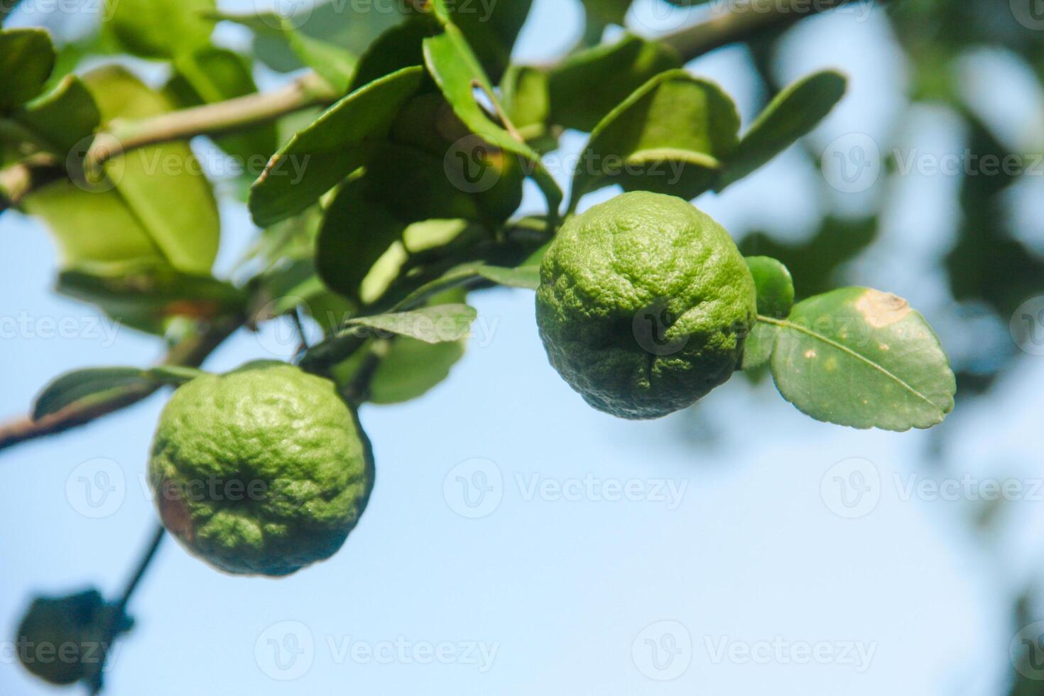Green kaffir lime fruit that is still on the tree and shines with beautiful morning sunlight photo