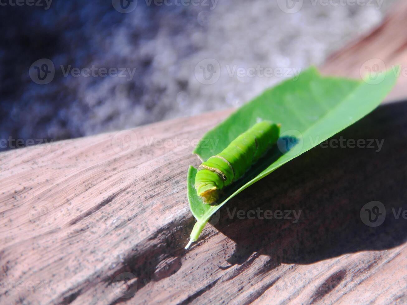Macrophotography of a green caterpillar walking on a lime tree and preparing to eat the leaves photo