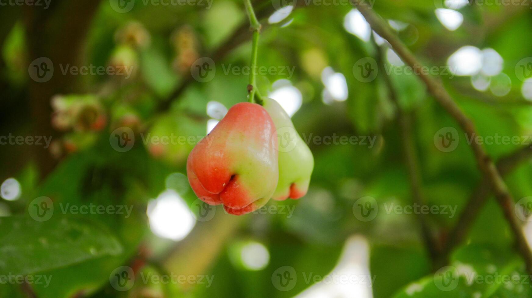 Ripe Thong samsi water guava with a bright red color and lush leaves photo