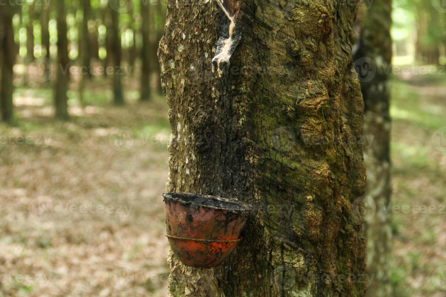 A place to store rubber produced from rubber trees that are still productive photo