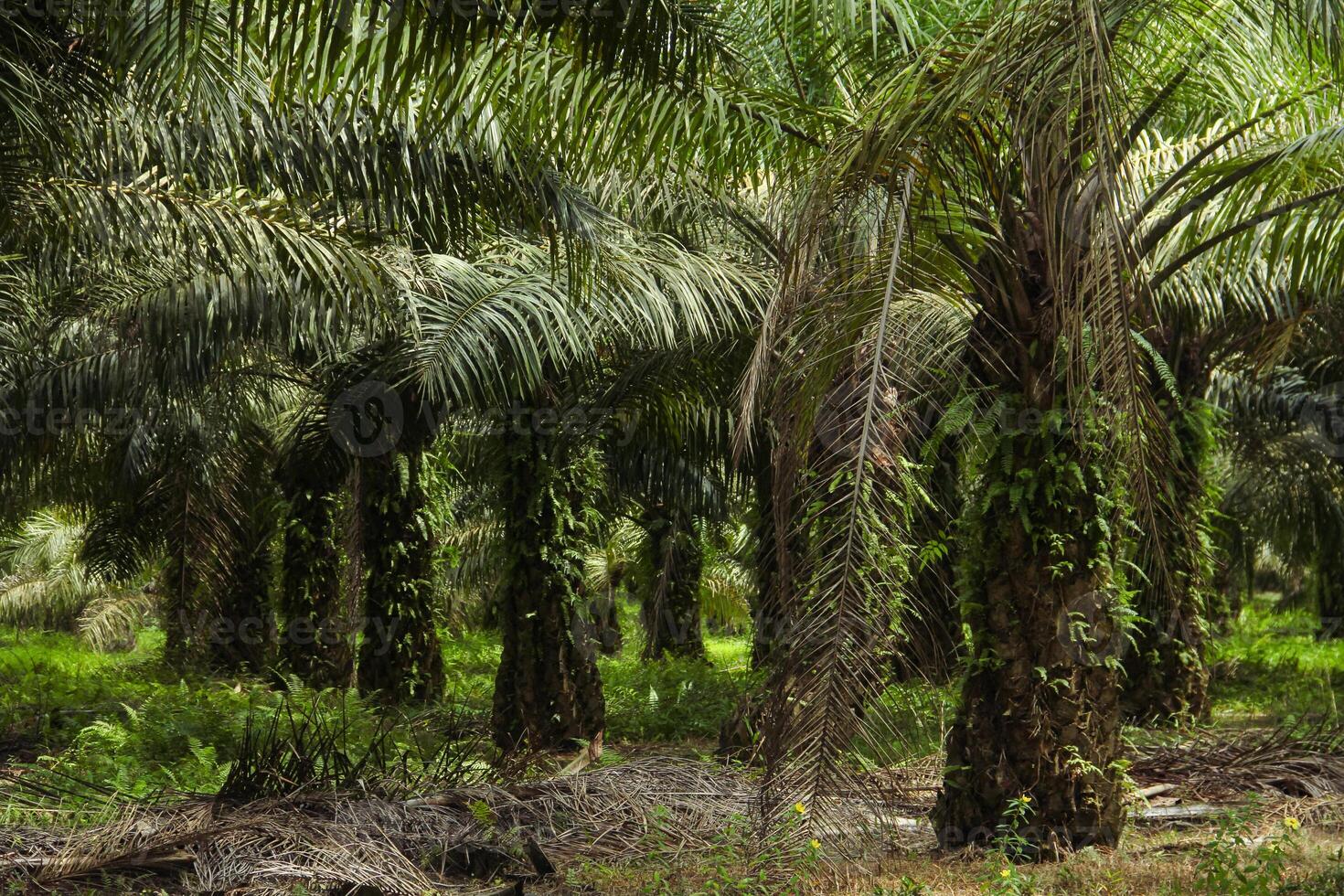 Oil palm plantations, neatly arranged oil palm trees, grow abundantly and become a large commodity in Indonesia photo