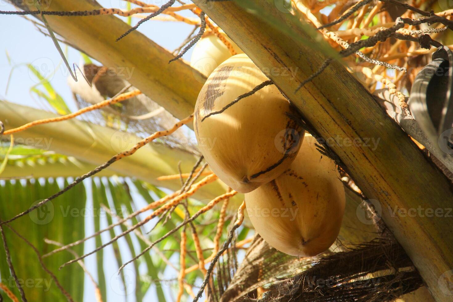 Fruit and yellow coconut trees that are still on the tree photo