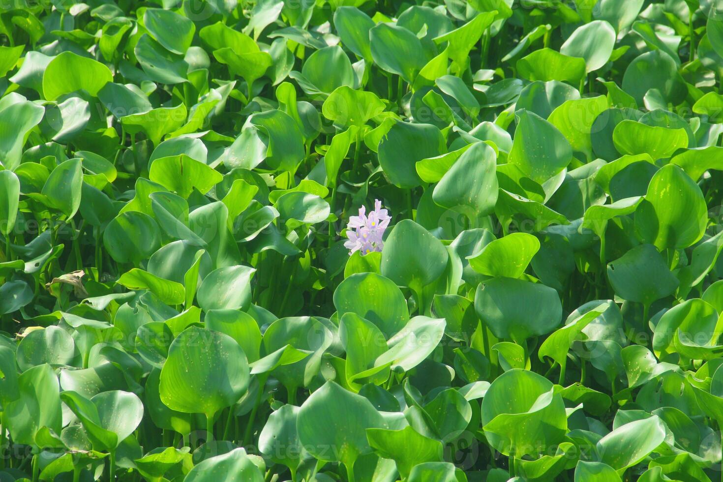 Water hyacinth is an aquatic plant that grows abundantly in water areas and can cause silting in rivers and can be used as raw material for crafts. photo