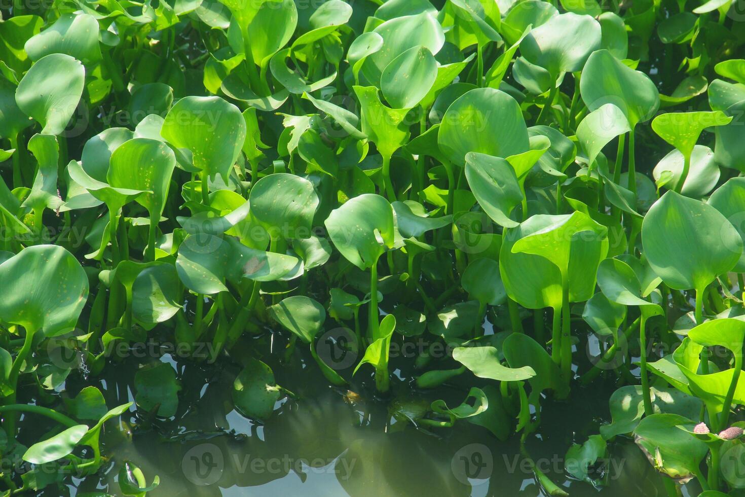 Water hyacinth is an aquatic plant that grows abundantly in water areas and can cause silting in rivers and can be used as raw material for crafts. photo