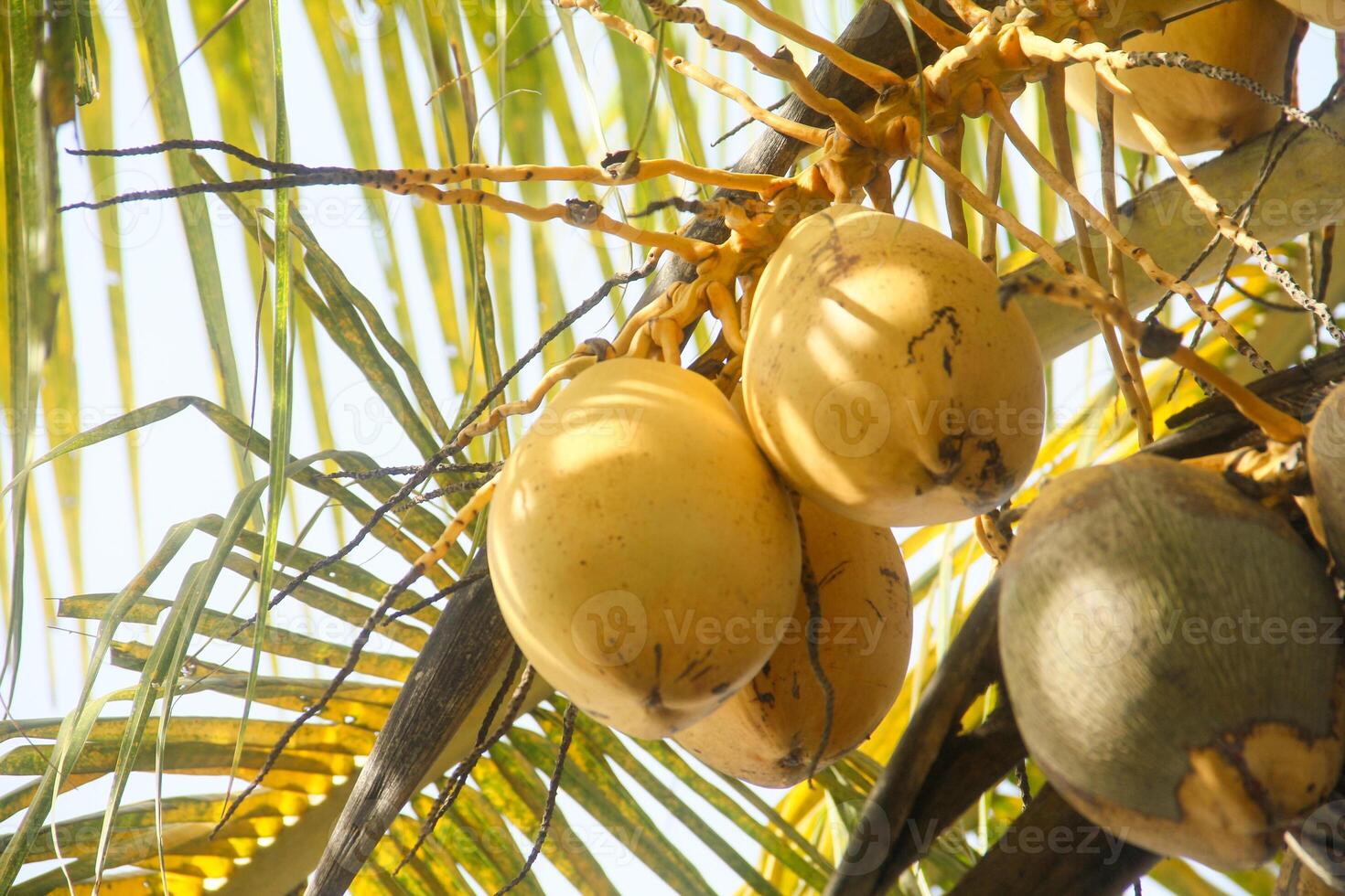 Fruit and yellow coconut trees that are still on the tree photo