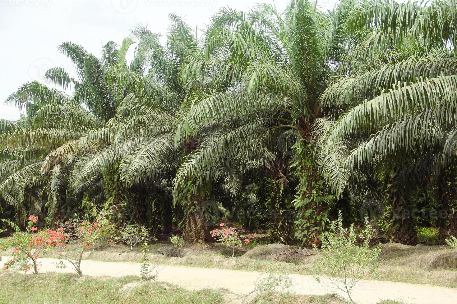 Oil palm plantations, neatly arranged oil palm trees, grow abundantly and become a large commodity in Indonesia photo