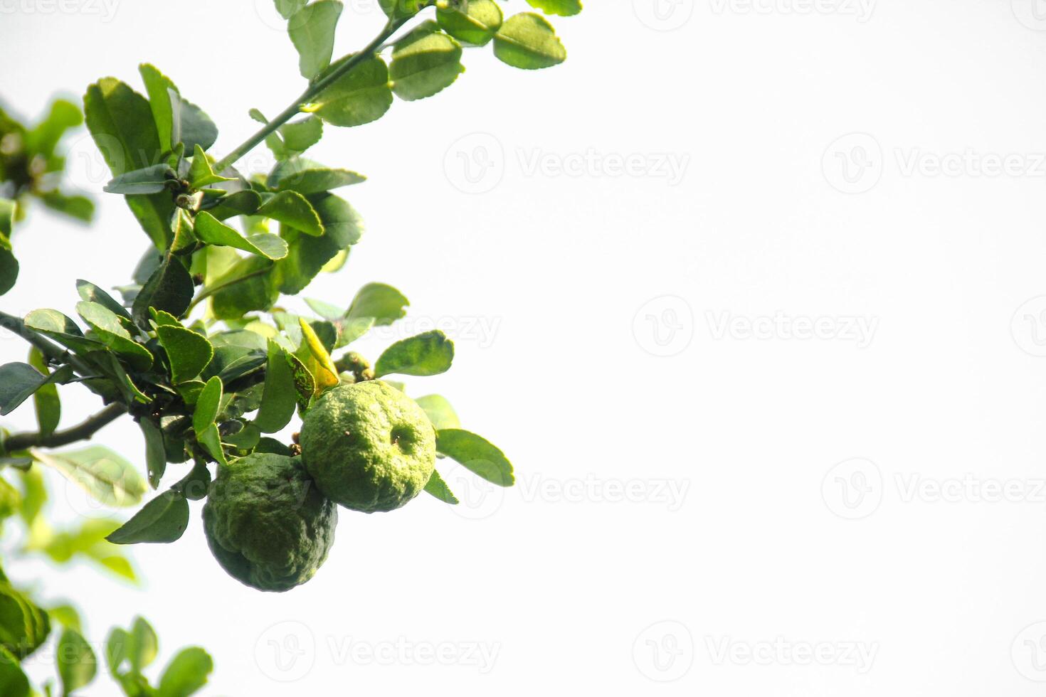 Green kaffir lime fruit that is still on the tree and shines with beautiful morning sunlight photo