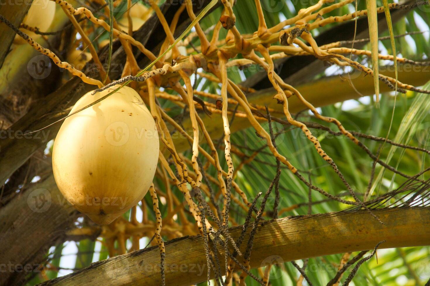 Fruit and yellow coconut trees that are still on the tree photo