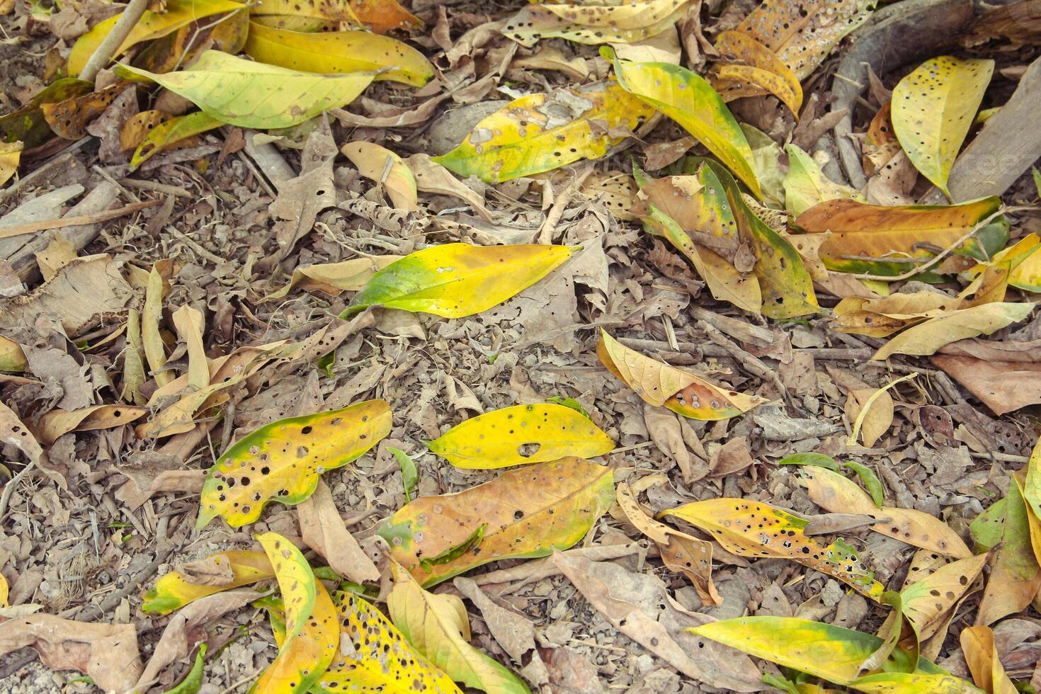 Dried and yellowed leaves that have fallen into the ground will become organic fertilizer for the tree photo