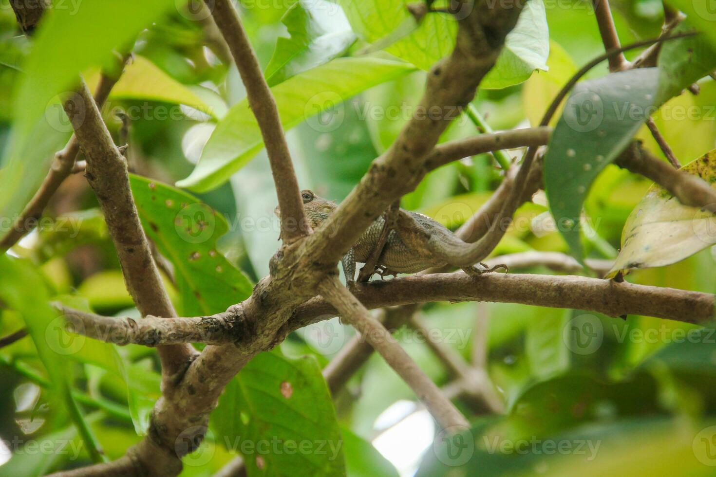 Garden Chameleon or calotes versicolor which is on a tree branch hunting for insects photo