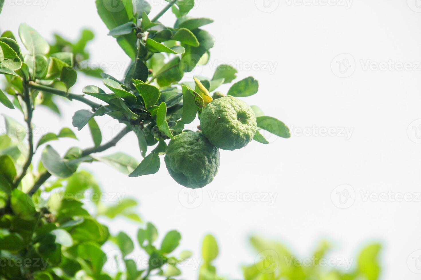 Green kaffir lime fruit that is still on the tree and shines with beautiful morning sunlight photo