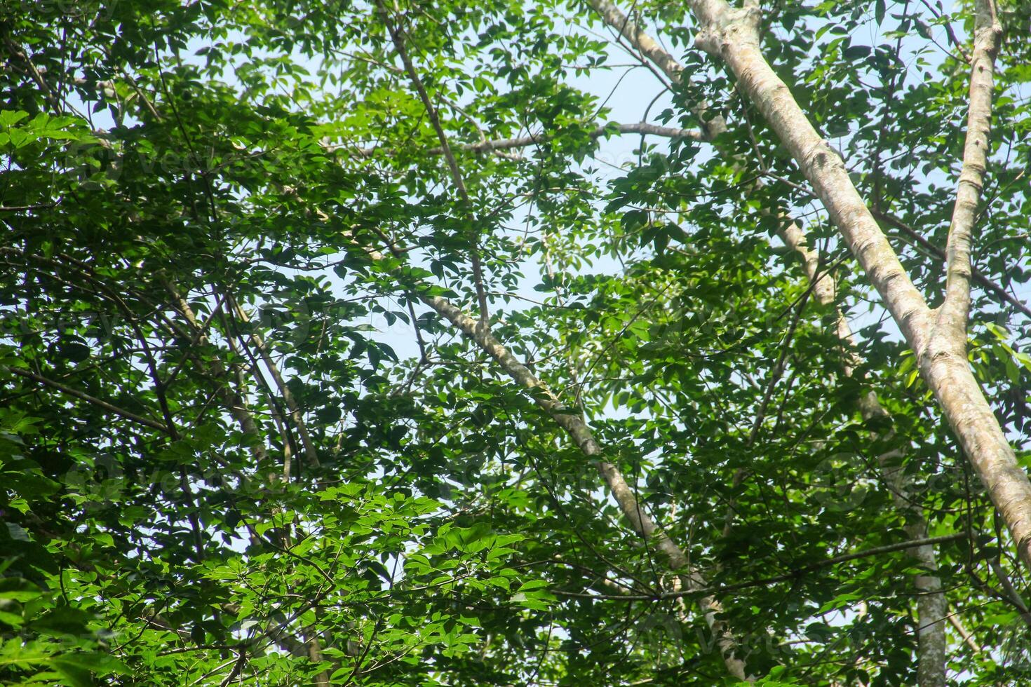 Productive rubber plantations and neatly arranged rubber trees photo