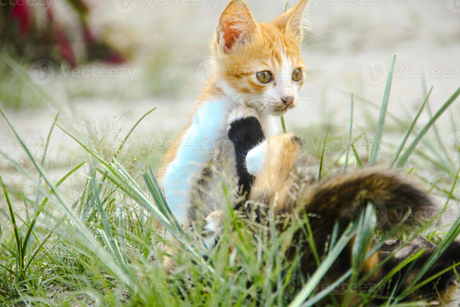 Kittens happily playing with their friends around the house photo