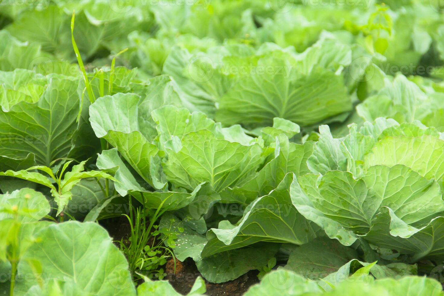 Cabbage vegetables that are still on the plantation. cabbage plants that grow on fertile soil in the highlands photo