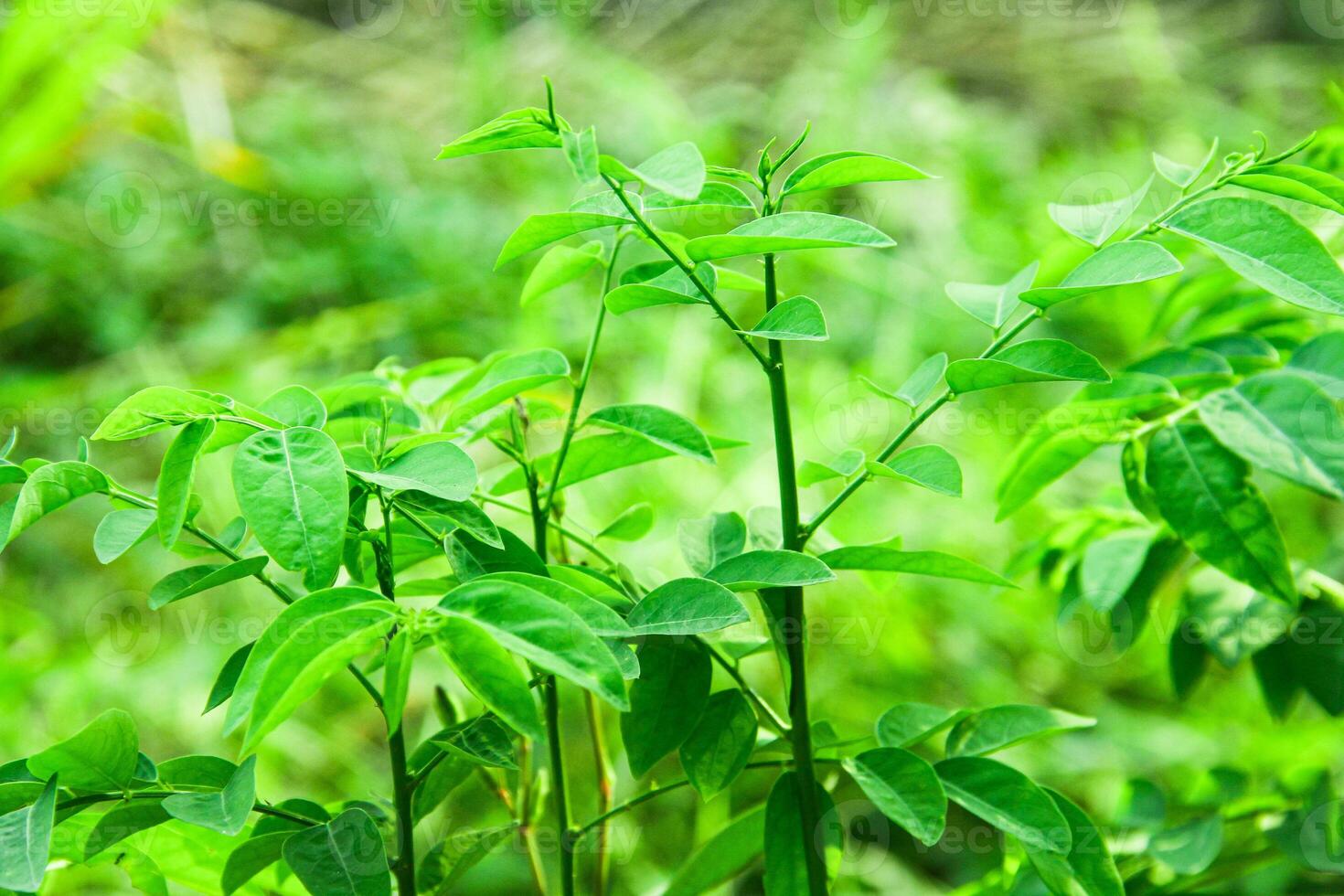 Katuk Leaves or Sauropus androgynus katuk leaves which grow around rice fields photo