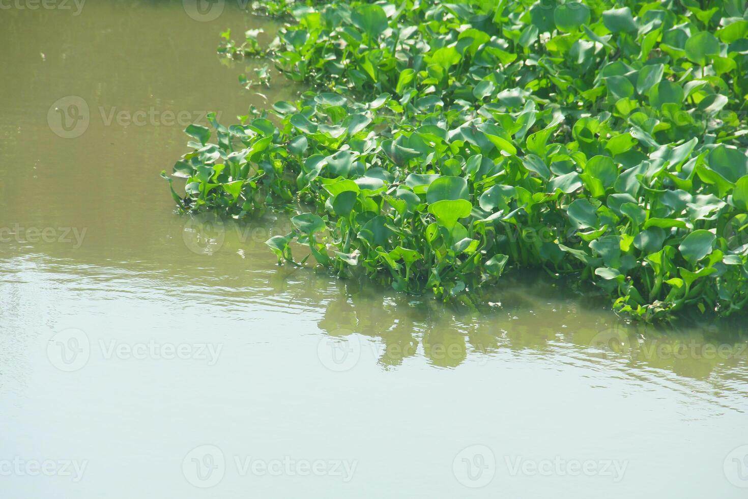 Water hyacinth is an aquatic plant that grows abundantly in water areas and can cause silting in rivers and can be used as raw material for crafts. photo