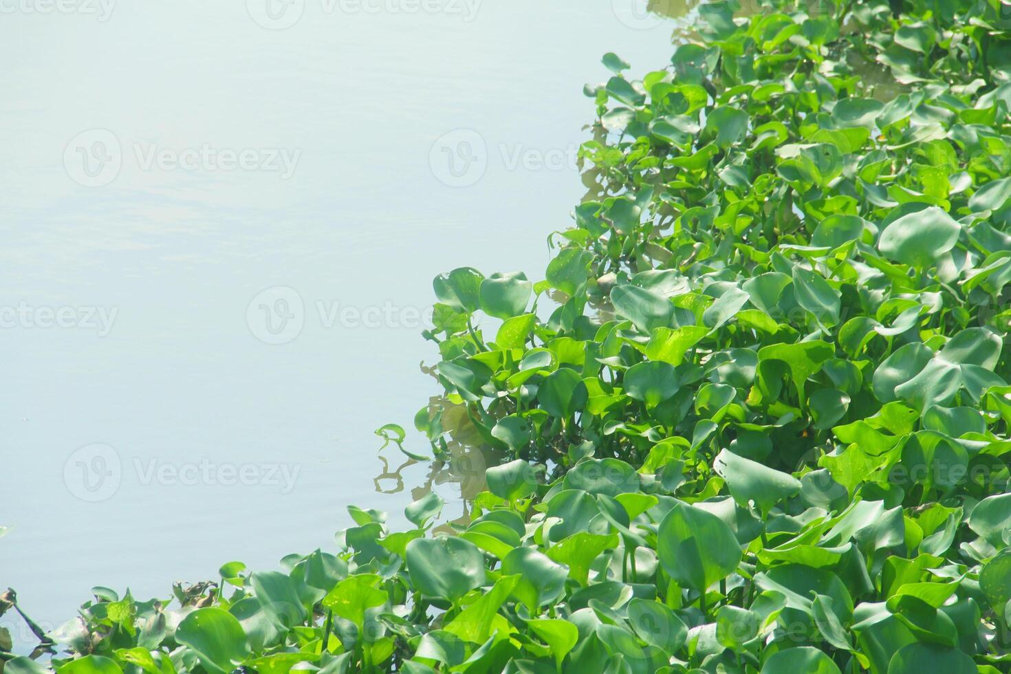 Water hyacinth is an aquatic plant that grows abundantly in water areas and can cause silting in rivers and can be used as raw material for crafts. photo