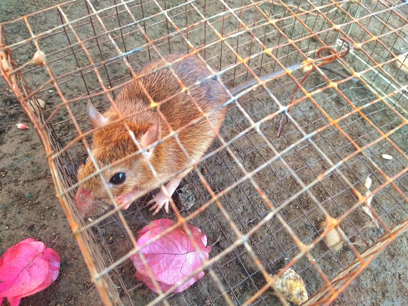 rat in the cage photo