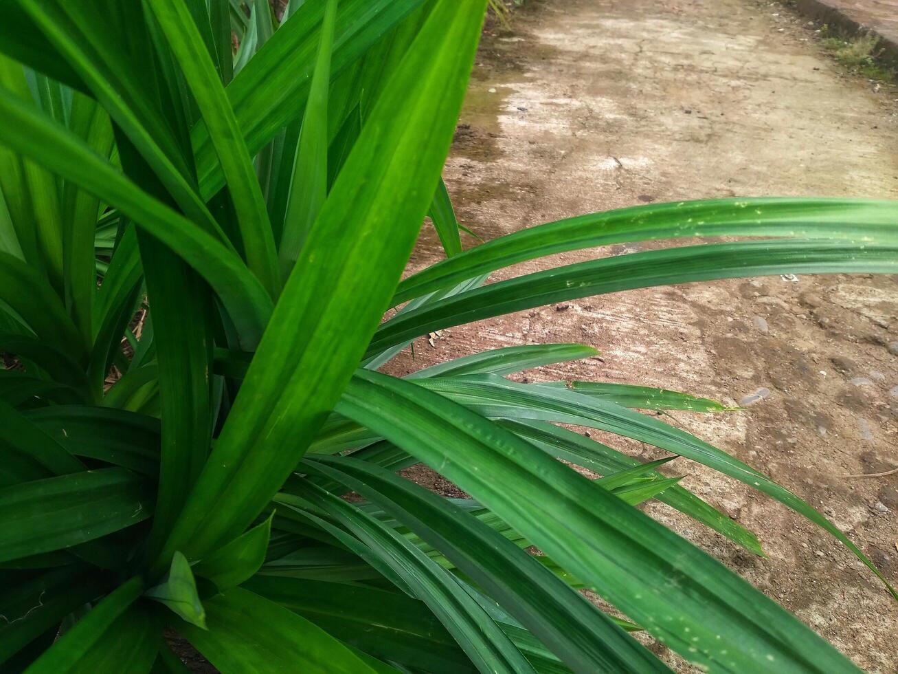 pandan tree Pandan tree, has a distinctive fragrance, bright in the sun,its green leaves are often used for processed food photo