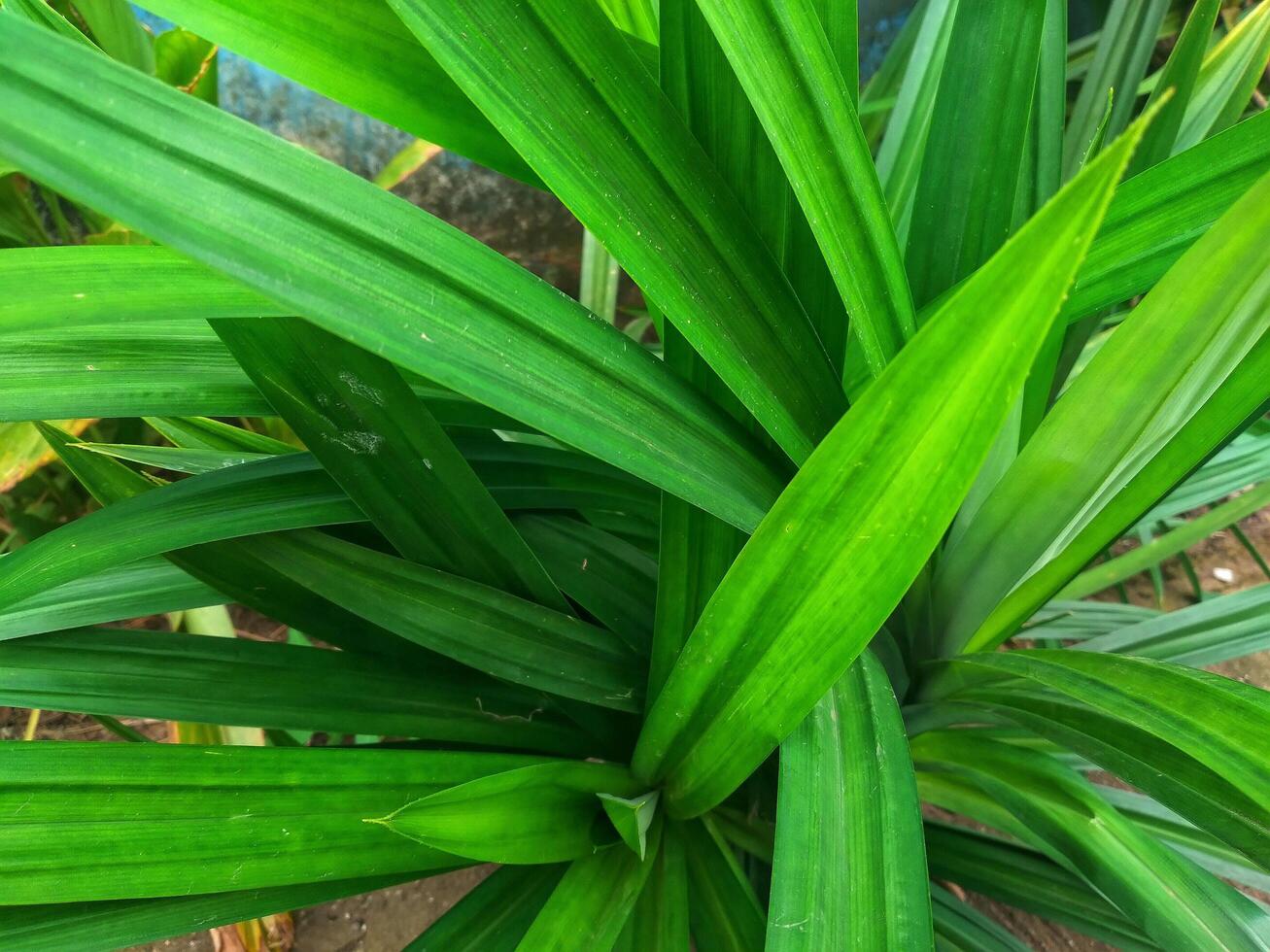 pandan tree Pandan tree, has a distinctive fragrance, bright in the sun,its green leaves are often used for processed food photo